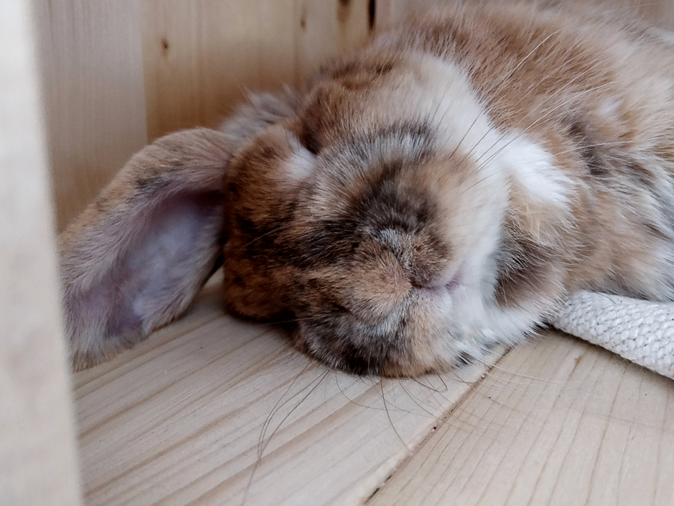 sleepy bunny is best bunny