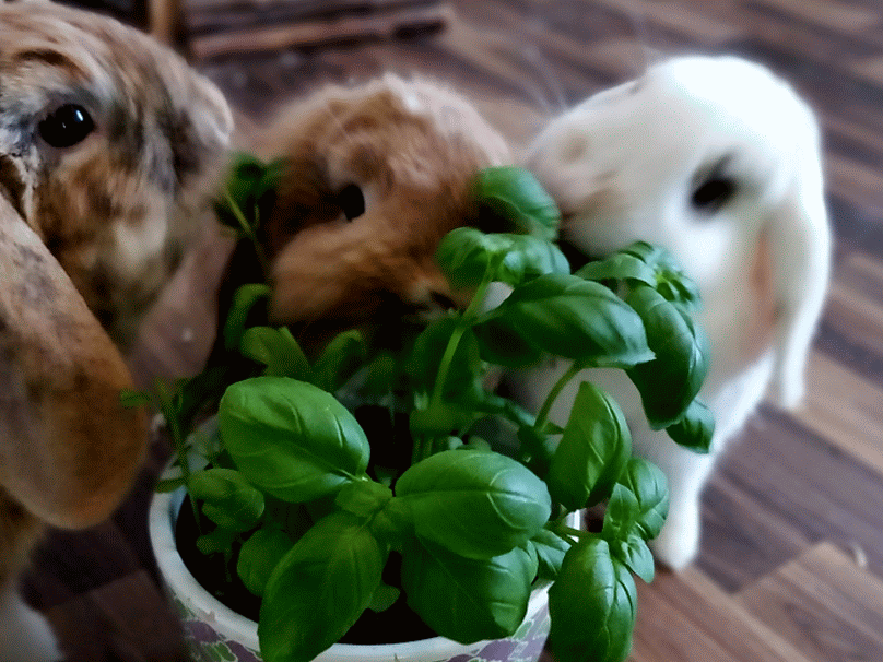 omnomnom function inputs