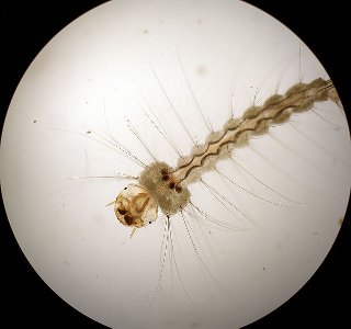 Wyeomyia smithii